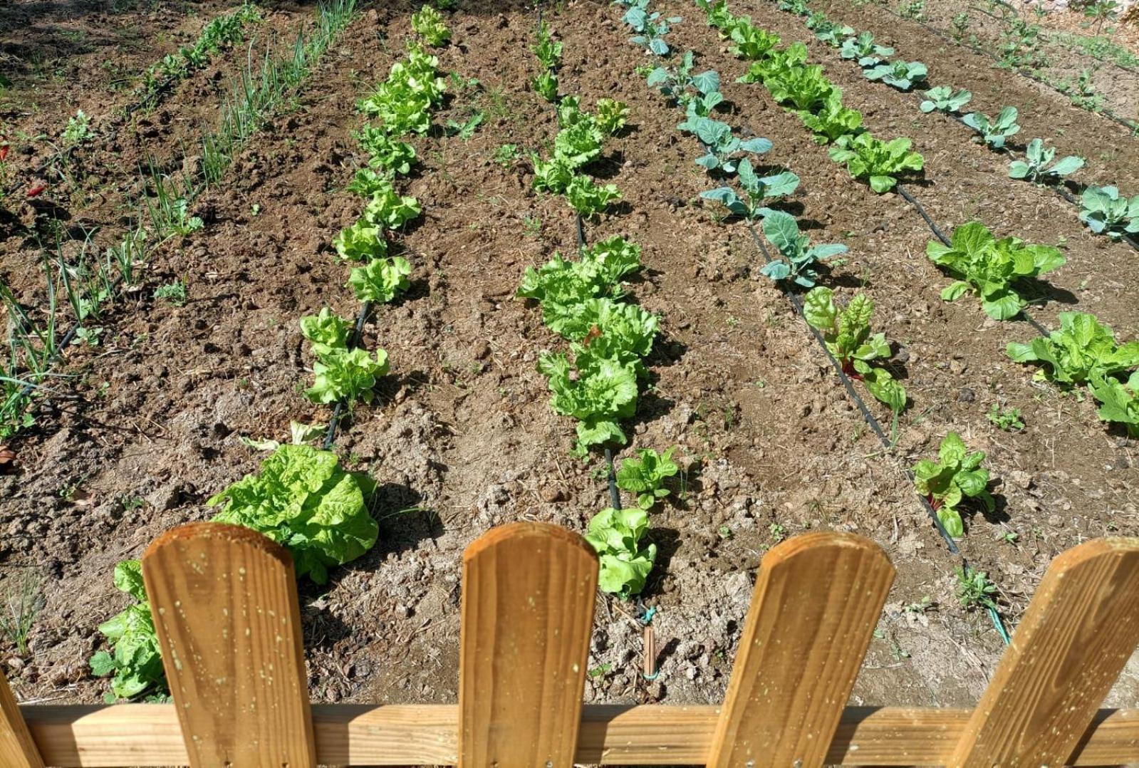 הוילה מאלגה Tottam Art & Healthy Garden מראה חיצוני תמונה
